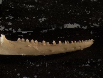 Media type: image;   Herpetology R-161972